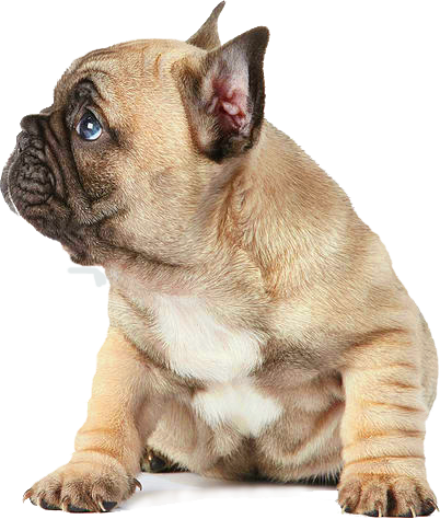 Perro