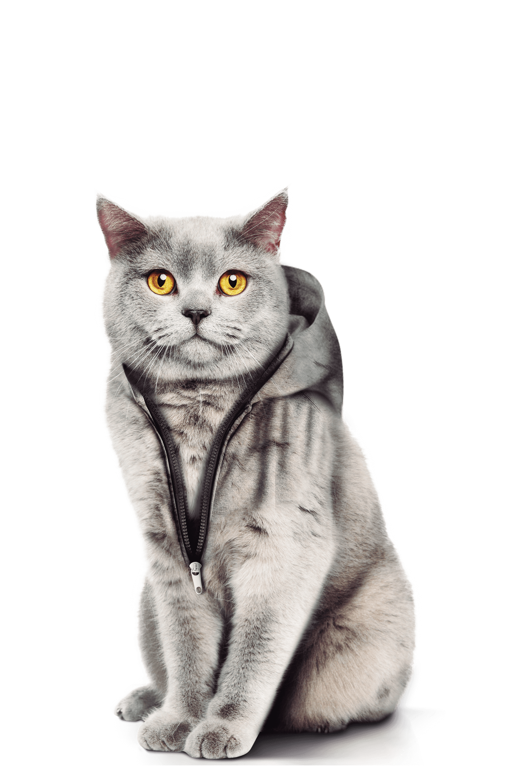 Gato